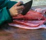 fishcut-web